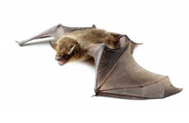 Large Brown Bat